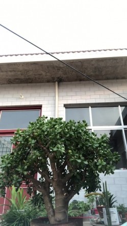 《字母圈顶级大神 ️极限调教阴环骚母狗》震撼全网露脸反差婊体验各种虐阴虐肛，玩法花样多，吃屎喝尿啪啪生殖器各种操作 截图5